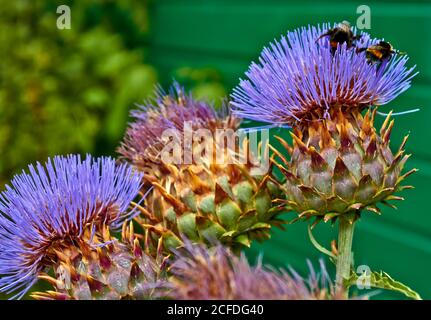 Sommer blüht mit Bienen in Arnhem. Niederlande Juli 2018 Stockfoto