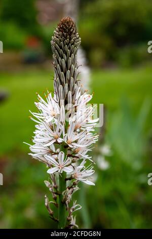 Weiße Asphodel (Asphodelus Albus) Stockfoto