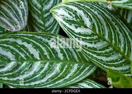 Tropischen grünen Blättern Stockfoto