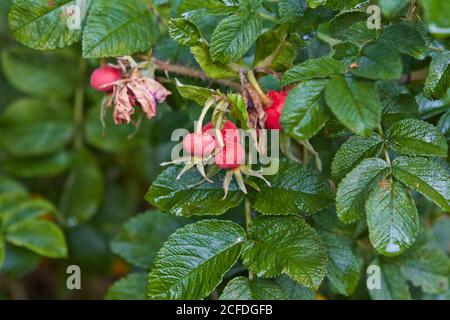 Beeren auf einem Busch bei Regen Textur Stockfoto