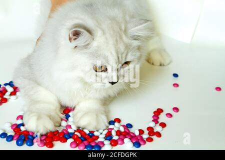 Junge Katze auf weißem Hintergrund mit Süßigkeiten Stockfoto