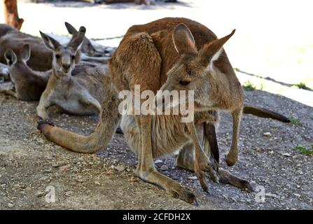 Känguru sitzt auf dem Boden in den zoologischen Gärten von Der Norden Israels Stockfoto