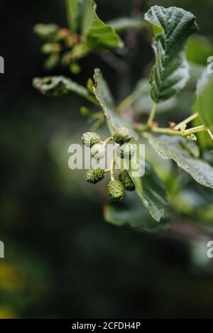 Blätter und unreife schwarze Erlenhaufen, Connemara, Irland Stockfoto