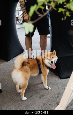Von oben fröhlich reinrassig Akita Inu Hund mit offen Mund in Leine schlendern mit dem Besitzer in der Straße Stockfoto