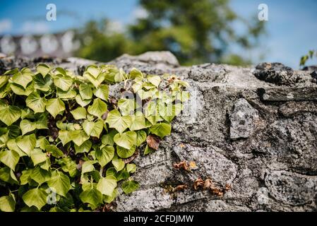 Ivy-bedeckte Wand der Black Abbey in Kilkenny, Irland Stockfoto