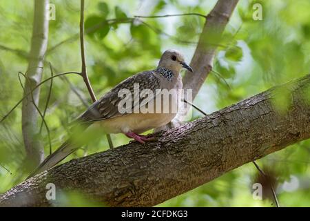 Orientalische Turtle-Dove - Streptopelia orientalis, schöne Taube aus asiatischen Wäldern, Sri Lanka. Stockfoto