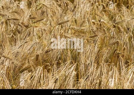 Reife Roggenohren, Mont-sur-Rolle, Schweiz Stockfoto