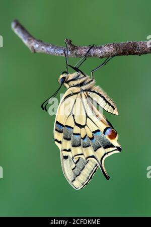 Neu geschlüpfter Schwalbenschwanz (Papilio machaon), Schweiz Stockfoto