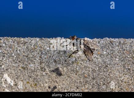 Horse Fly beim Essen einer toten gelben Raupe, Südafrika Stockfoto