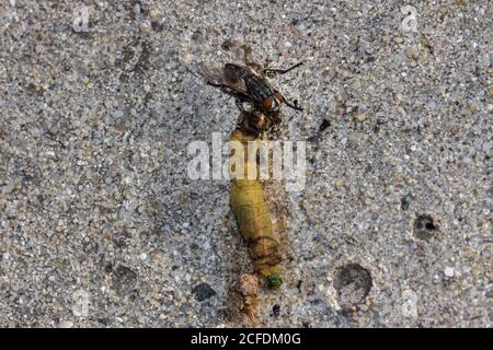 Horse Fly beim Essen einer toten gelben Raupe, Südafrika Stockfoto