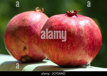 Zwei einzelne ganze und reife Granatäpfel in natürlichem Außenlicht Stockfoto