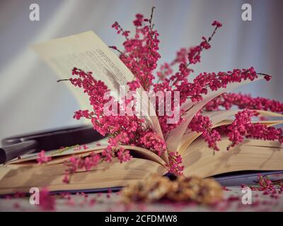 Offenes Buch mit alten Seiten und Zweigen mit rosa klein Blumen liegen dazwischen auf dem Tisch Stockfoto