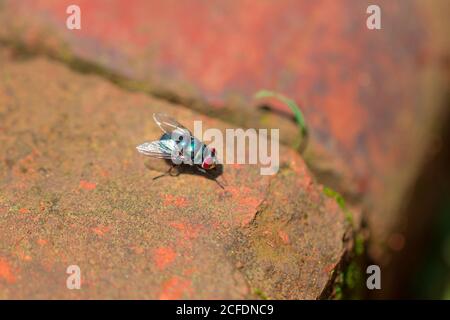 Horse Fly sitzt auf einer roten Backsteinmauer, Südafrika Stockfoto