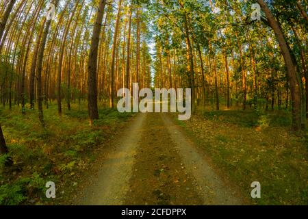 Waldweg im Sommer, kurz nach Sonnenaufgang, mit einem Fischaugenobjektiv fotografiert Stockfoto