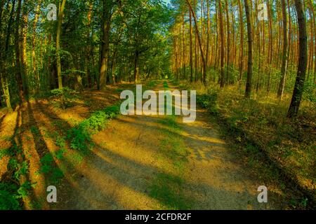 Waldweg im Sommer, kurz nach Sonnenaufgang, mit einem Fischaugenobjektiv fotografiert Stockfoto