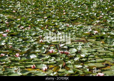 Seerosen, Seerosen-Teich Stockfoto