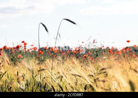 Getreidefeld mit Gerste mit Mohnblumen im Sommer Stockfoto