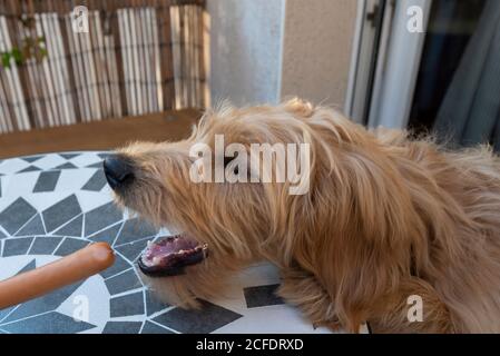 Junger Hund, Mini Golddoodle, Schnappschüsse für einen Wiener. Stockfoto