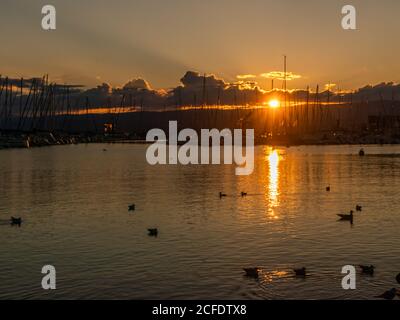 Vögel fliegen und schwimmen im Wasser bei Sonnenuntergang. Möwen und Schwäne schwimmen im Sommer im Genfer See, Schweiz. Schwarze Möwen und Cygnus olor. Chr Stockfoto