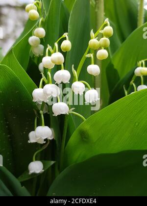 Pflanzen, Maiglöckchen, lateinischer Name Convallaria majalis, Blüten Stockfoto