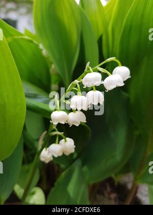 Maiglöckchen, lateinischer Name Convallaria majalis, blüht Stockfoto
