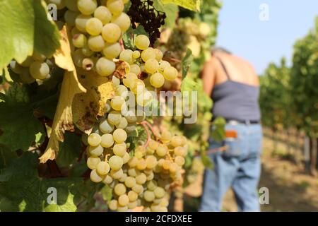 Weinlese: Manuelle Lese von Chardonnay-Trauben in der Pfalz, Deutschland Stockfoto