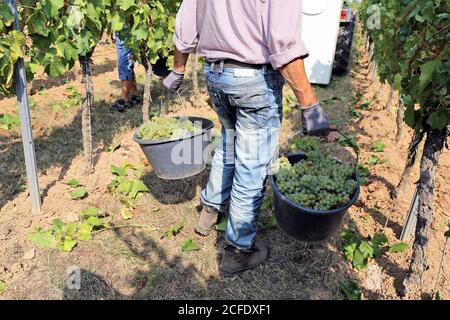 Weinlese: Manuelle Lese von Chardonnay-Trauben in der Pfalz, Deutschland Stockfoto