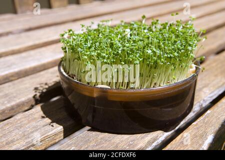 Pflanzen, Brokkoli Sprossen wachsen in einer Keimschale Stockfoto