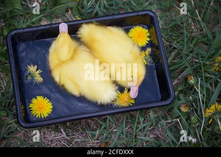 Zwei gelbe Entchen in einem schwarzen Wasserbad. Stockfoto