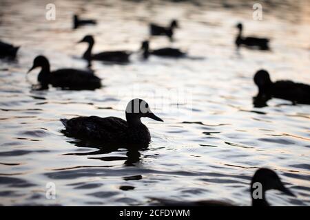 Dunkle Silhouetten von Enten, die im Wasser schwimmen. Stockfoto