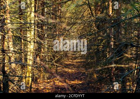 Düsterer Wald mit toten trockenen Bäumen.der Hintergrund ist ein düsterer und dramatischer Wald. Stockfoto