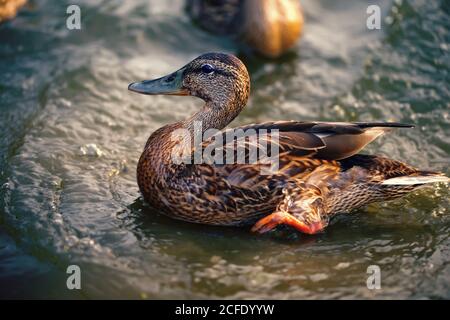 Vögel und Tiere in freier Wildbahn. Schöne Ente Nahaufnahme im Wasser. Stockfoto