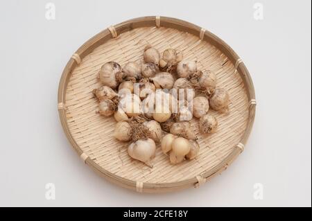 Bio-Knoblauch (Allium sativum) in gewebtem Bambuskorb. Isoliert auf weißem Hintergrund. Stockfoto