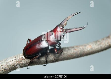 Japanischer Hirschkäfer in japan kuwagata mushi genannt. Isoliert auf grünen Blättern Hintergrund. Isoliert auf grauem Hintergrund. Nahaufnahme. Stockfoto