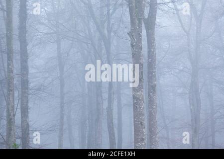 Der Buchenwald von Cerisy in der Normandie im Nebel im Winter. Stockfoto