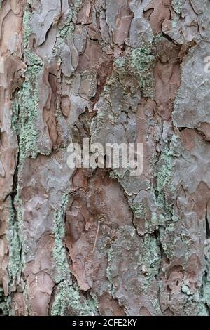 Vertikale Textur eines alten Baumes, der mit Moos bedeckt ist. Stockfoto