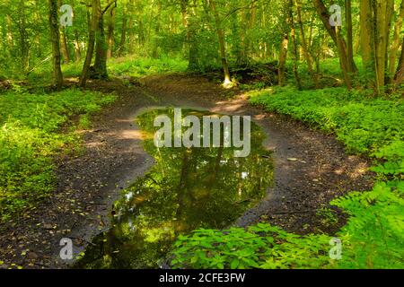 Kleiner, fast ausgetrockneter Fluss im Sommer Stockfoto