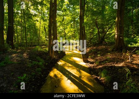 Kleiner Fluss im Wald im Sommer, viel Pollen schwimmend auf der Oberfläche Stockfoto