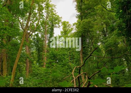 Gefallener Baum reißt ein Loch in das Dach der Blätter Aus dem Wald Stockfoto