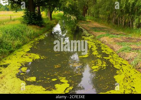 Kleiner Fluss im Sommer, viel organisches schwimmende Material auf der Oberfläche Stockfoto