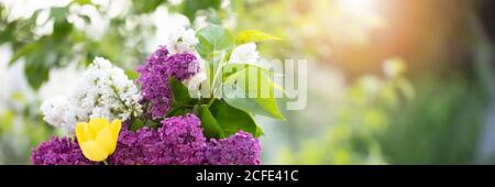 Federhintergrund. Flieder und Tulpen durch die Strahlen der Sonne beleuchtet. Banner von Blumen auf einem Hintergrund von Grün. Stockfoto