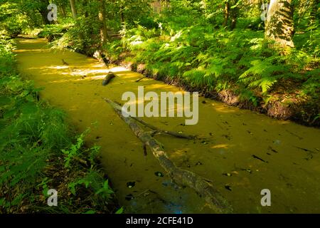 Kleiner Fluss im Wald im Sommer, viel Pollen schwimmend auf der Oberfläche Stockfoto