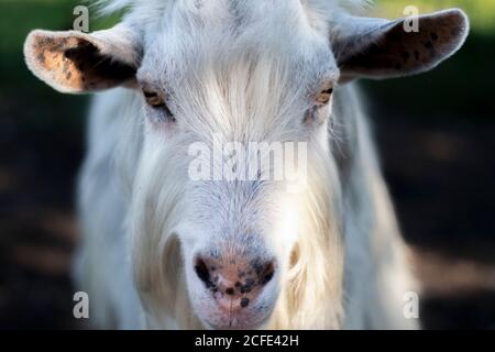 Portrait von neugierigen hornlosen weißen Ziegenmännchen im Haushalt Tierzucht Stockfoto