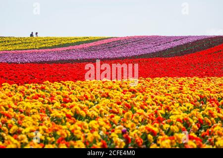 Tulpen blühen auf Tulpenfeldern, Grevenbroich, Nordrhein-Westfalen, Deutschland Stockfoto