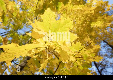 Herbsthintergrund. Große gelbe Ahornblätter. Stockfoto