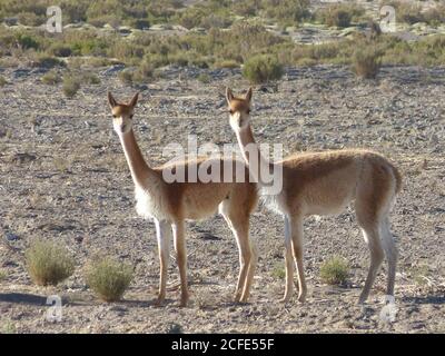 Vicugna vicugna. Vicunas sind Verwandte von Lama und sind wilde Vorfahren domestizierter Alpakas, die im Hochalpenland der Anden leben. Stockfoto