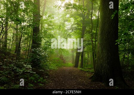 Waldweg auf einem nassen und leicht nebligen frühen Morgen Im Sommer Stockfoto