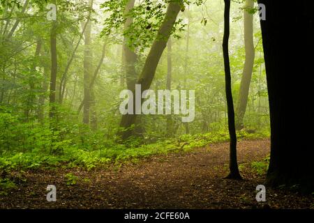 Waldweg auf einem nassen und leicht nebligen frühen Morgen Im Sommer Stockfoto