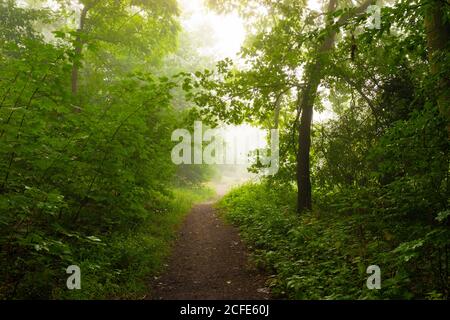 Waldweg auf einem nassen und leicht nebligen frühen Morgen Im Sommer Stockfoto