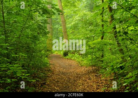 Waldweg auf einem nassen und leicht nebligen frühen Morgen Im Sommer Stockfoto